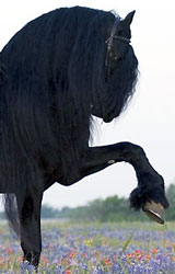 horse-illiad