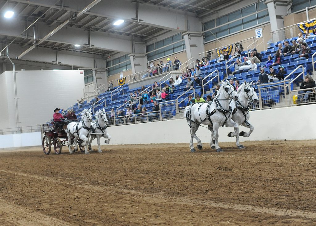 110 (2) Horse World Expo
