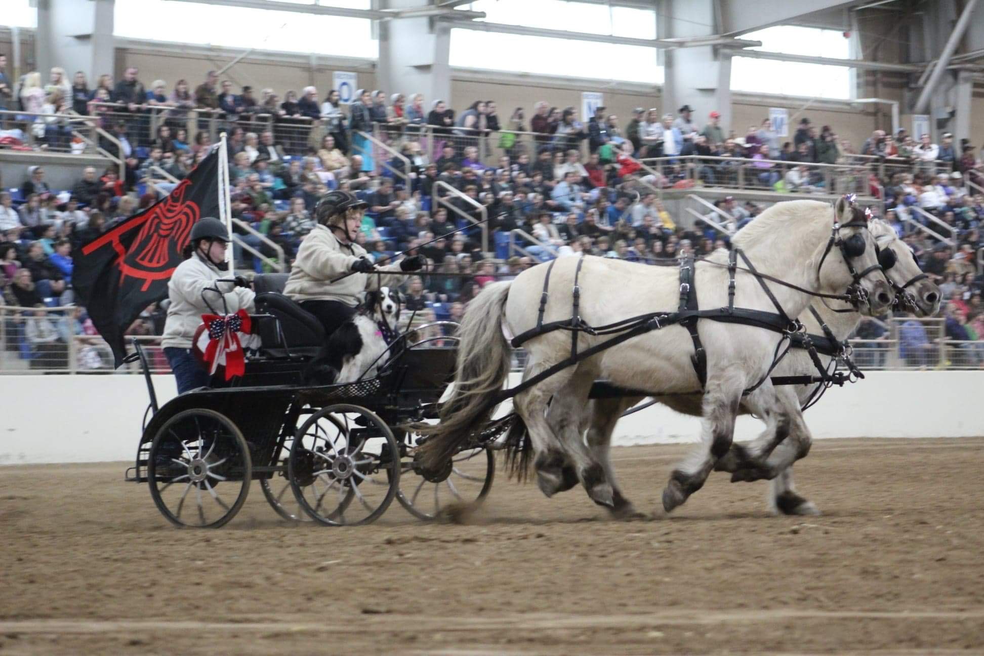 Ulend at Expo 2020 Horse World Expo